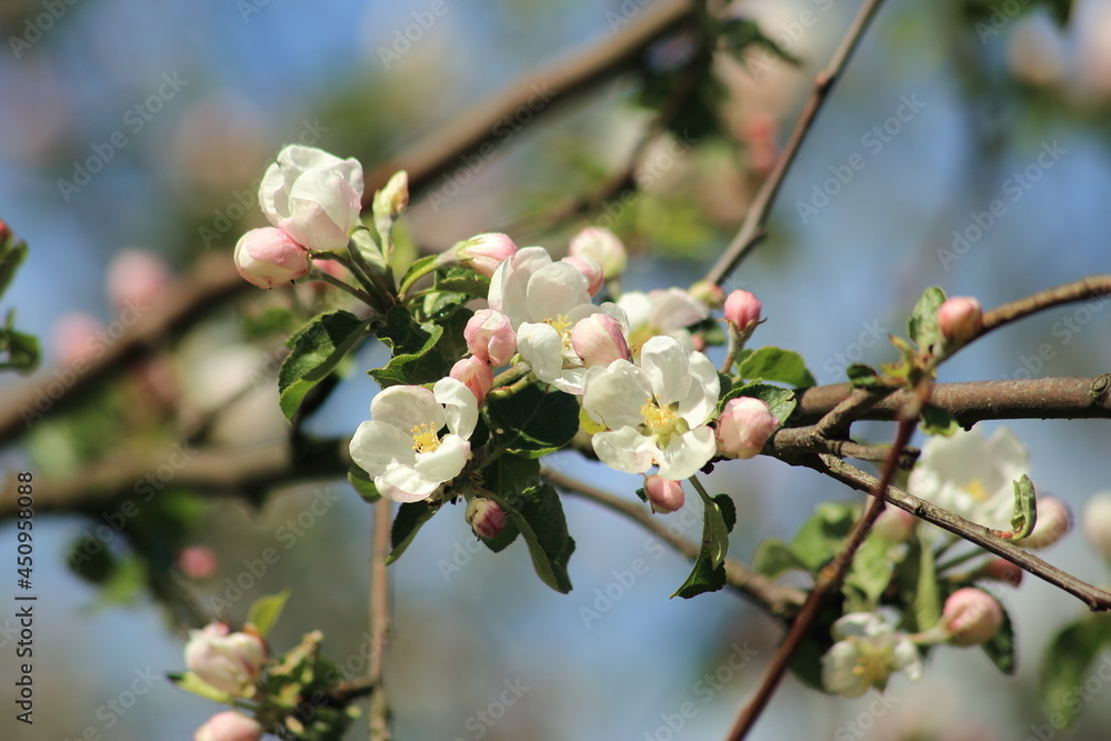 Macro white and pink apples trees flowers. High quality photo Macro white and pink apples trees flowers. High quality photo