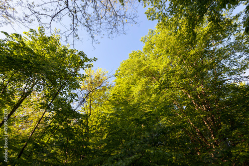 foliage of the trees is illuminated by bright sunlight