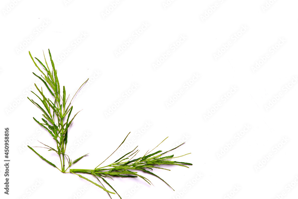 grass isolated on white background grass isolated on white background