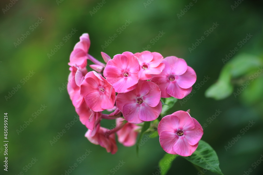 Macro pink phlox flowers on a green background. High quality photo Macro pink phlox flowers on a green background. High quality photo