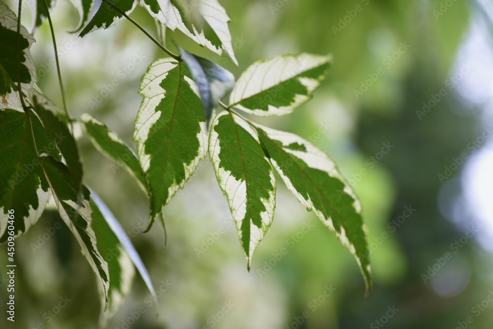 Boxelder maple leaves. Sapindaceae deciduous shrub.
Color leaf plants and Symbol trees. Boxelder maple leaves. Sapindaceae deciduous shrub.
Color leaf plants and Symbol trees.