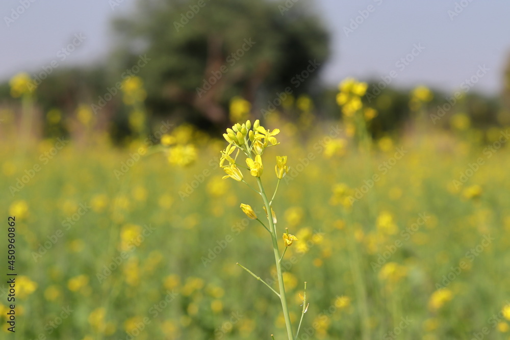Fototapeta premium background of yellow mustard flowers in a blooming mustard field