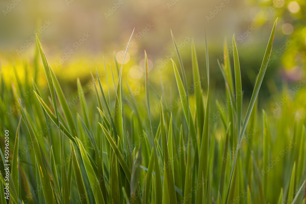 Fresh green grass background in sunny summer day in park Fresh green grass background in sunny summer day in park