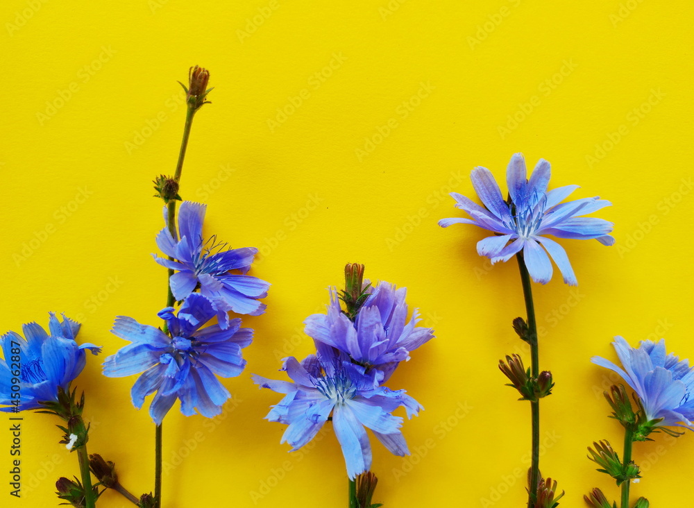 Niebieskie kwiaty polne, cykoria podróżnik - obrazy, fototapety, plakaty 