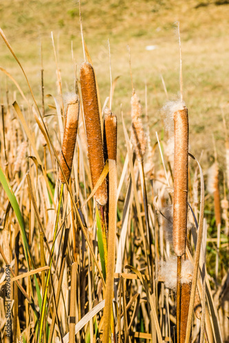 Wild grass cane on lake