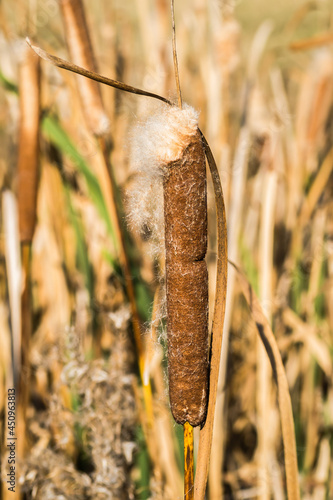 Wild grass cane on lake