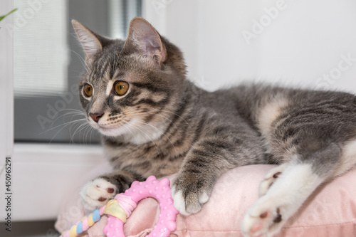 Tabby kitten sleeping on a pillow 18