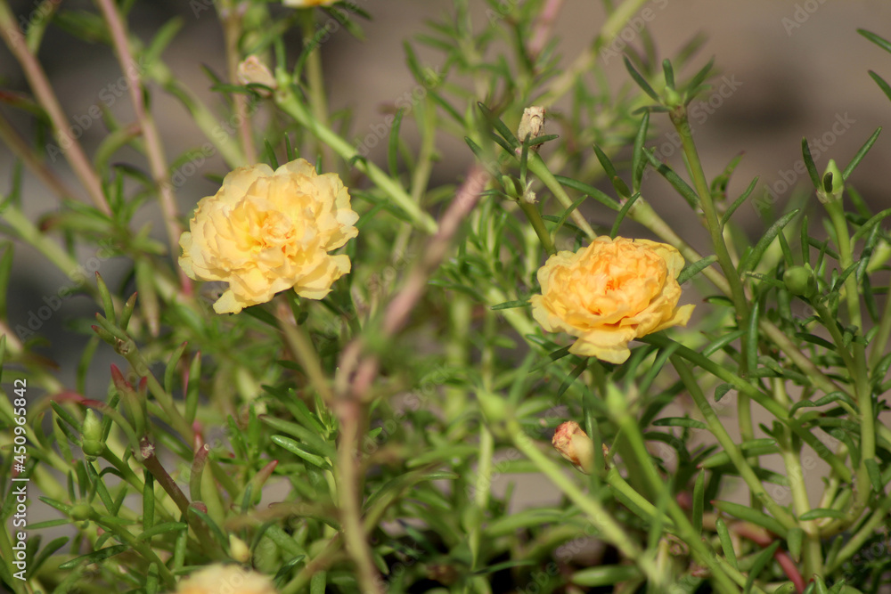 yellow flower in the grass