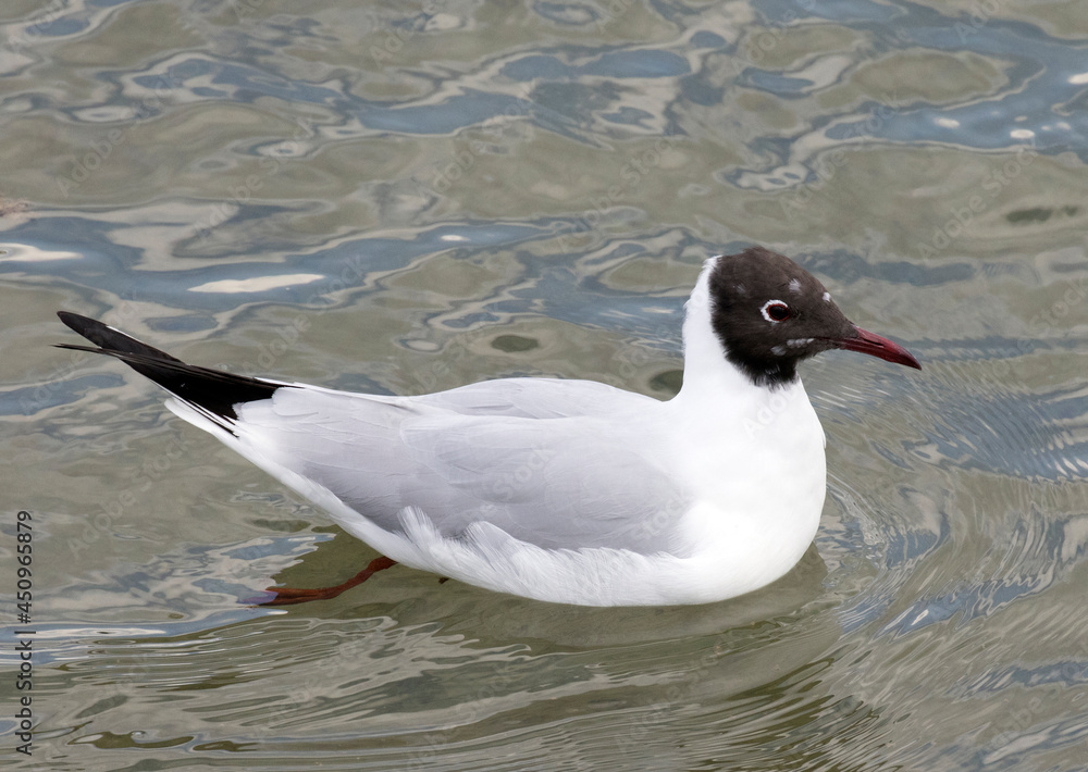 Black-headed Gull Black-headed Gull