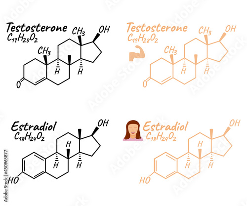 Human hormone estradiol, testosterone concept chemical skeletal formula icon label, text font vector illustration, isolated on white.