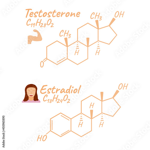 Human hormone estradiol, testosterone concept chemical skeletal formula icon label, text font vector illustration, isolated on white.