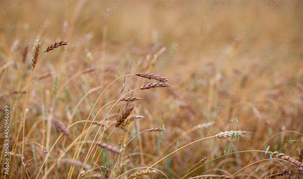 Ears of wheat or rye growing in the field at sunset close-up. A field of rye during the harvest period in an agricultural field. Ears of wheat or rye growing in the field at sunset close-up. A field of rye during the harvest period in an agricultural field.
