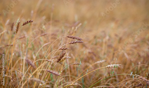 Ears of wheat or rye growing in the field at sunset close-up. A field of rye during the harvest period in an agricultural field.