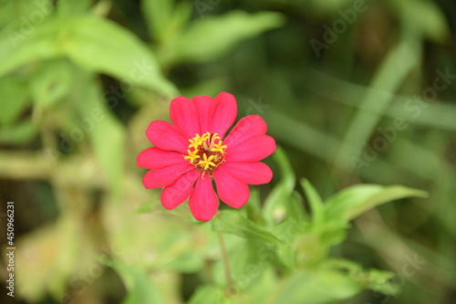 flower with background