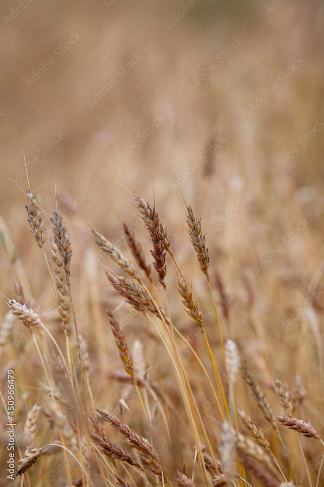 Ears of wheat or rye growing in the field at sunset close-up. A field of rye during the harvest period in an agricultural field. Ears of wheat or rye growing in the field at sunset close-up. A field of rye during the harvest period in an agricultural field.