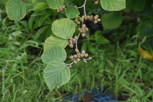 Japanese witch hazel fruits. Hamamelidaceae deciduous shrub. photo