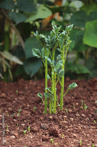 POTATO PLANT