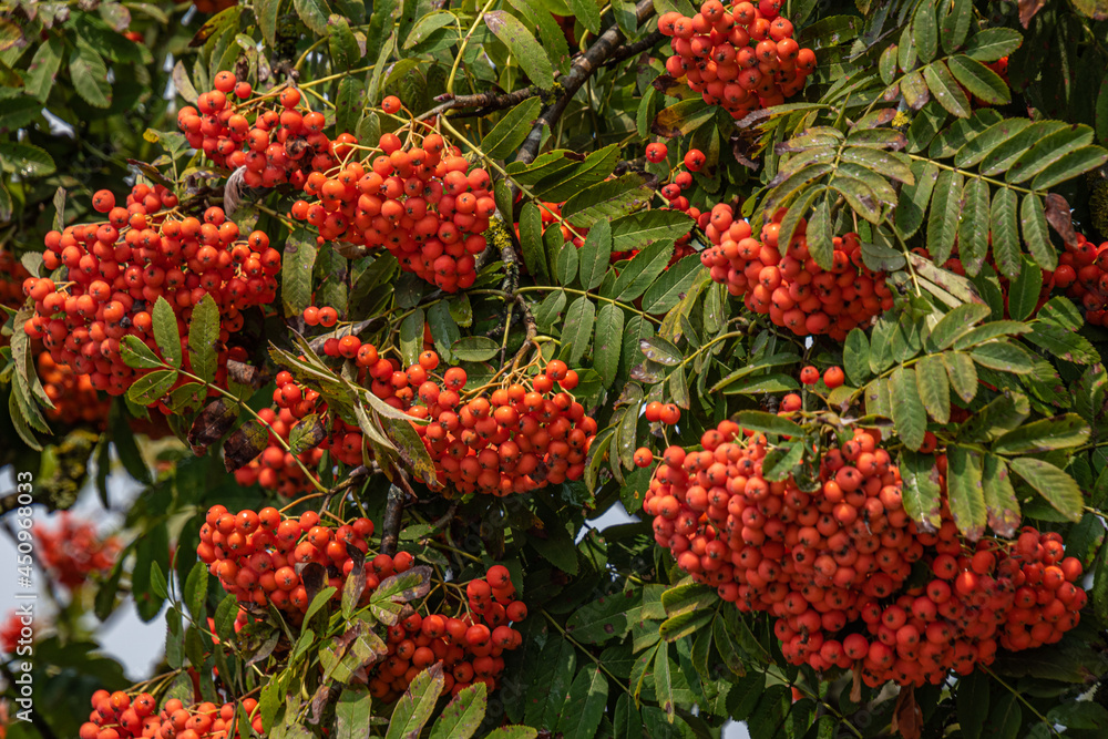 Full rowan tree with orange berries. Full rowan tree with orange berries.