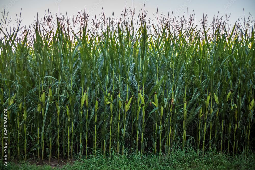 Obraz premium corn in the morniing