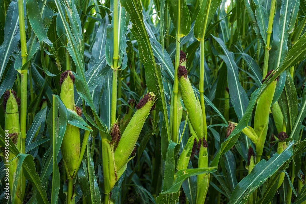 Fototapeta premium green corn forest