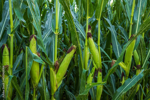 green corn forest