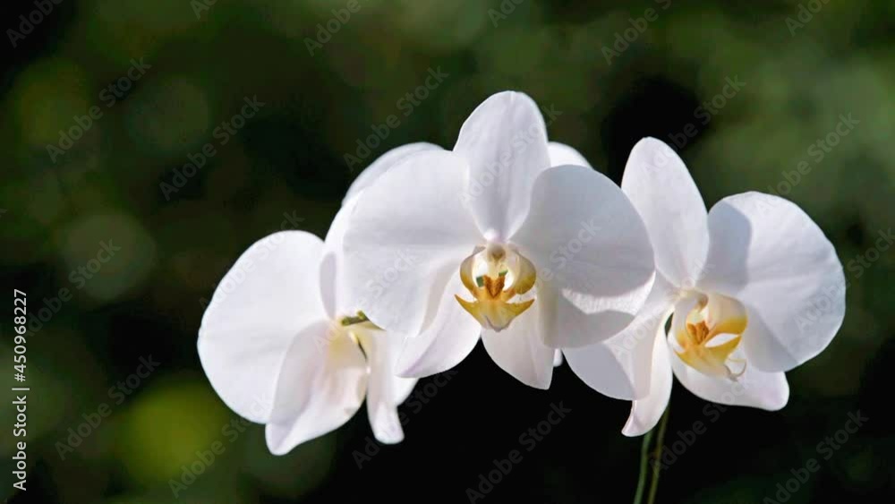 White Orchid branch on green natural background
White Orchid branch on green natural background