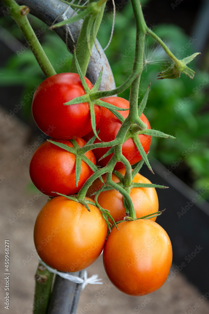 Tomatoes in the greenhouse. Ripe red tomatoes hang in clusters on a bush.