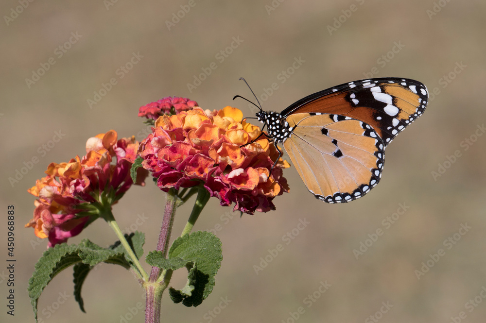Fototapeta premium African Queen on Lantana Flower