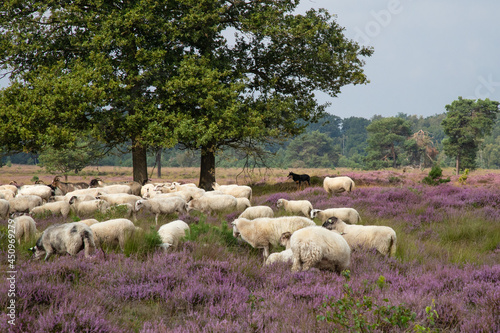 Fotografie The sheepdog keeps a close eye on the flock of sheep on the blooming heather landscape