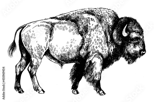 bison bull graphic illustration