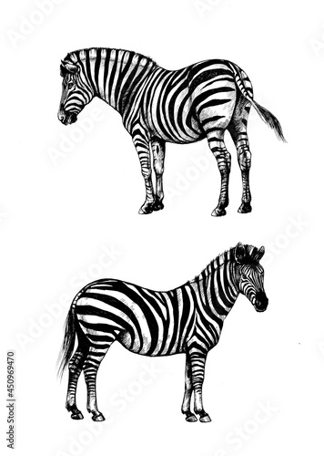 set graphic background illustration  zebra wild horse