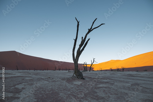 Dead plants, dry trees. The driest area in the world. Popular tourist destination in Africa, Sossusvlei desert landscape in Namibia.