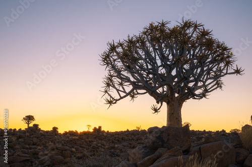 Quiver Tree Forest near Keetmanshoop  Namibia. Topography of arid regions in Africa.