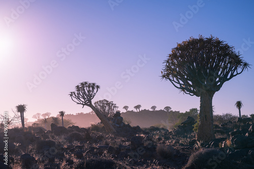 Quiver Tree Forest near Keetmanshoop, Namibia. Topography of arid regions in Africa. © zhuxiaophotography