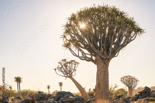 Quiver Tree Forest near Keetmanshoop, Namibia. Topography of arid regions in Africa.