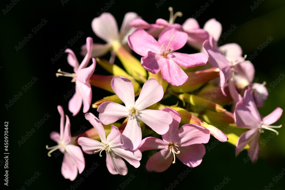 Common soapwort with flower in a closeup