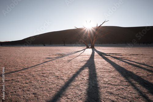 Foto Dead plants, dry trees