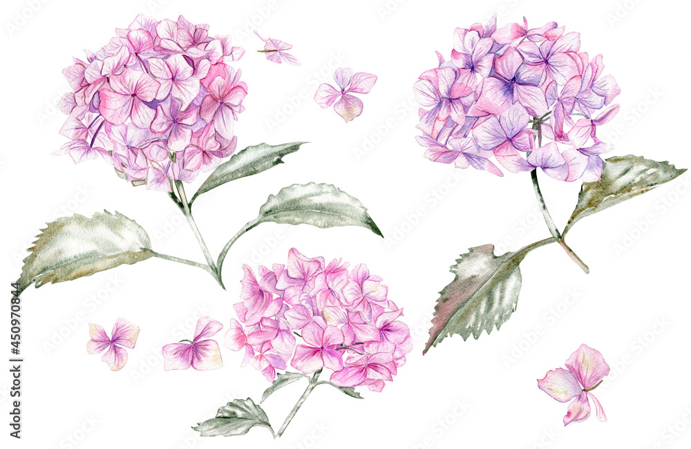 Pink hydrangea watercolor blooming set