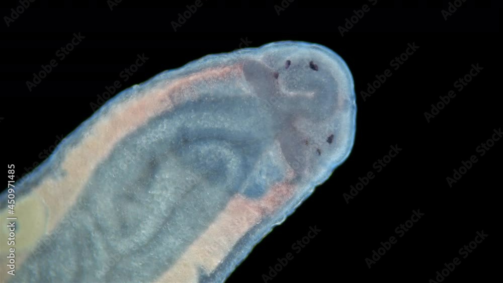 Worm Nemertea Prostoma sp. under the microscope, of the Tetrastemmatidae family. Freshwater species, predator. Close-up of head Worm Nemertea Prostoma sp. under the microscope, of the Tetrastemmatidae family. Freshwater species, predator. Close-up of head