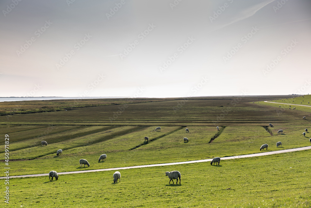 Blick über den grünen Deich mit Schafen an der Nordsee