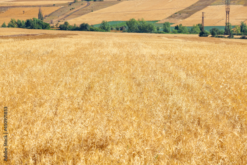 Scenic view at beautiful summer day in a wheaten shiny field with golden wheat
