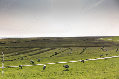 Obraz na płótnie Blick über den grünen Deich mit Schafen an der Nordsee w salonie