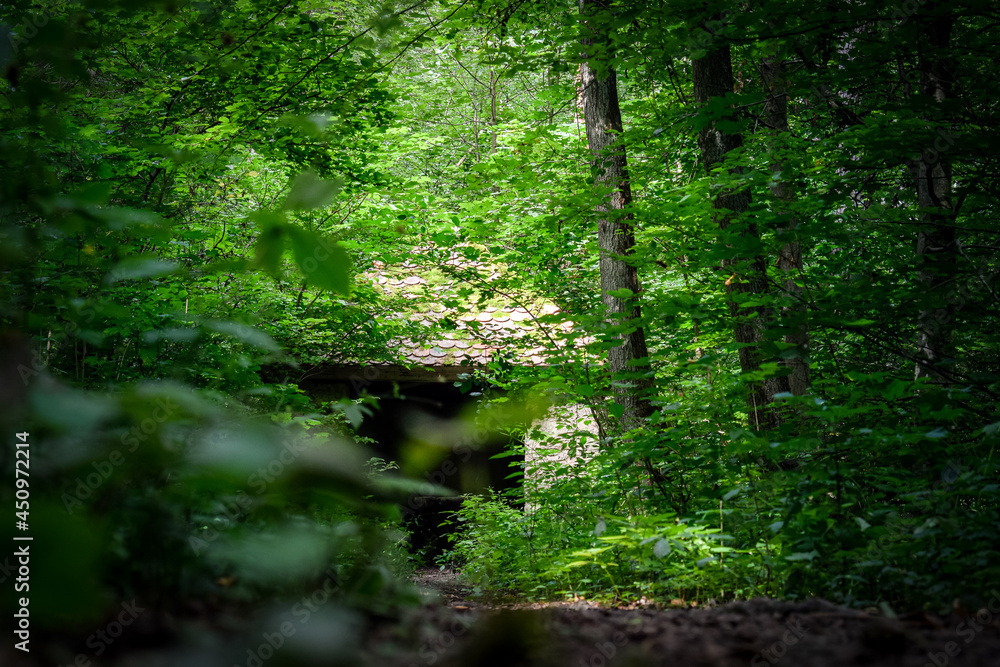 forest in the morning