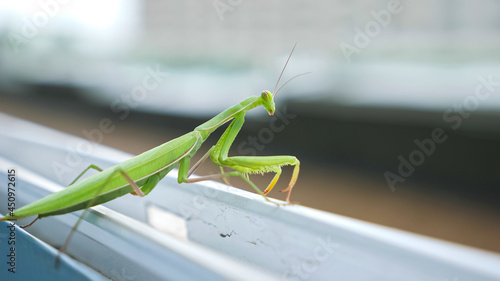 green mantis sits on the ledge of an open window.