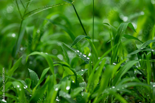 雨上がりの草