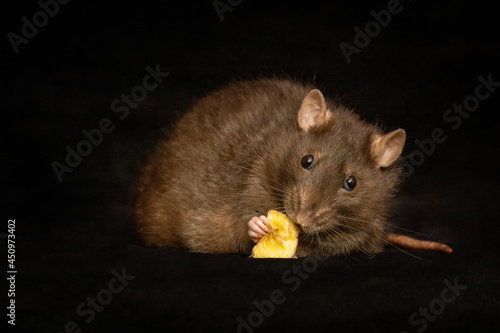 rat eating banana