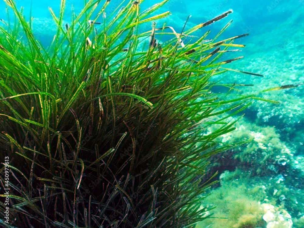 Neptune Grass Fish Nursery on a Scuba Dive at Cirkewwa in Malta Neptune Grass Fish Nursery on a Scuba Dive at Cirkewwa in Malta
