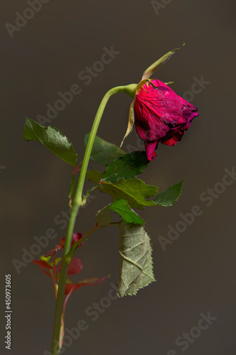 single dead red rose