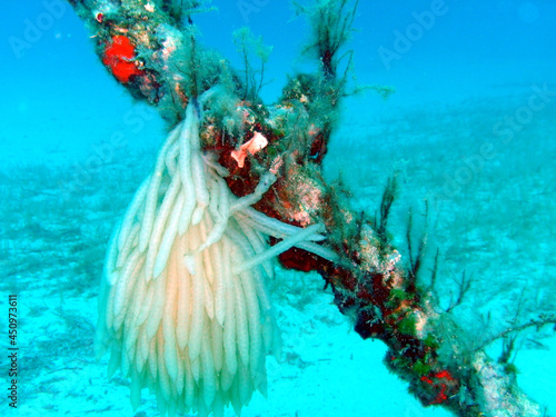 Squid Eggs on an underwater Anchor on a Scuba Dive at Cirkewwa in Malta