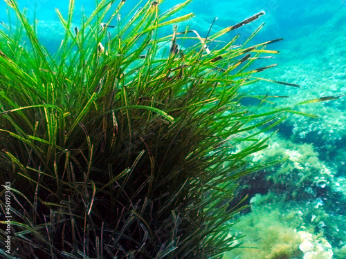 Neptune Grass Fish Nursery on a Scuba Dive at Cirkewwa in Malta